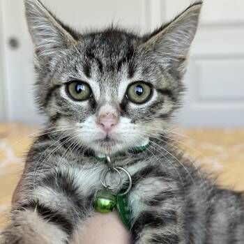 Rescue Tabby Cats for Adoption in Pasco, Washington - Betta | PetCurious