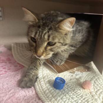 Wanderer -  Domestic Short Hair Cat for Adoption in Wheeling, Illinois - Wanderer | PetCurious