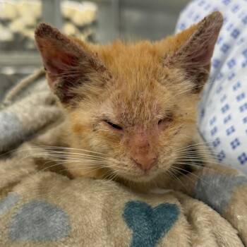 Makima -  Domestic Short Hair Cat for Adoption in West Palm Beach, Florida - Makima | PetCurious