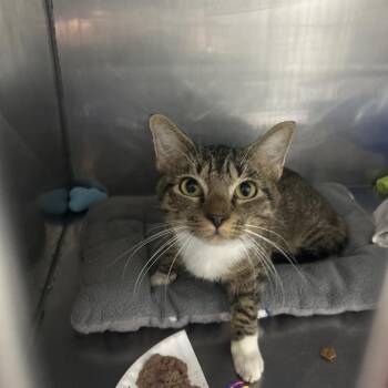 Hampton -  Domestic Short Hair Cat for Adoption in Summerville, South Carolina - Hampton | PetCurious
