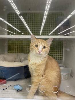 Domestic Medium Hair Cats Available for Adoption - Argent 0339 | PetCurious