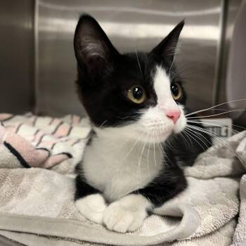 Mercedes -  Domestic Short Hair Cat for Adoption in Los Angeles, California - Mercedes | PetCurious