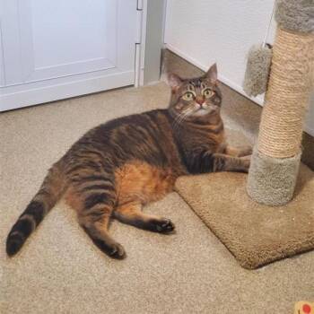 Domestic Short Hair Cats Available for Adoption - Mia (Princess Mia) | PetCurious