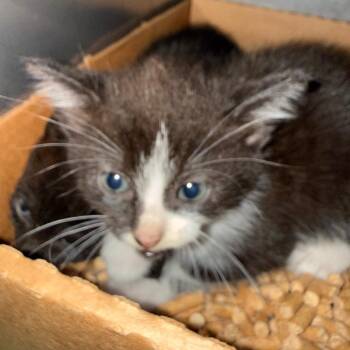 Cassian -  Domestic Short Hair Cat for Adoption in Troy, Virginia - Cassian | PetCurious