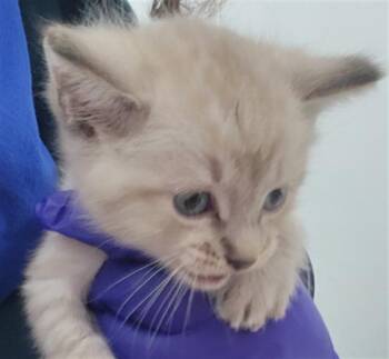 Rescue Siamese Cats for Adoption in Dallas, Texas - CALLIOPE | PetCurious