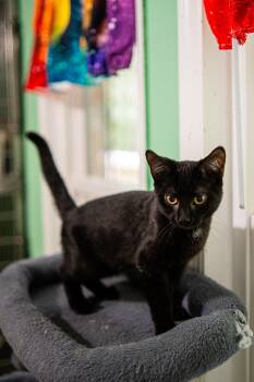 Marvin -  Domestic Short Hair Cat for Adoption in Morgantown, West Virginia - Marvin | PetCurious