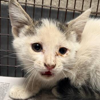 Guido -  Domestic Short Hair Cat Available for Adoption in Yuma, Arizona - Guido | PetCurious