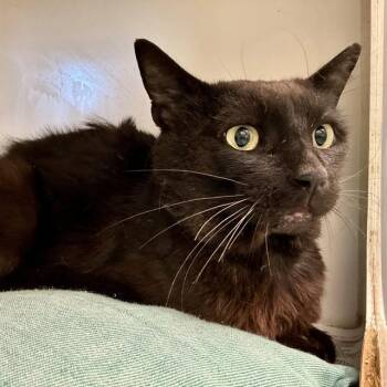 TINKY -  Domestic Short Hair Cat for Adoption in Riverside, California - TINKY | PetCurious