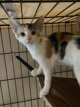 Pleasance OR14447-T -  Domestic Short Hair Cat for Adoption in Missouri City, Texas - Pleasance OR14447-T | PetCurious