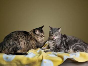 WESLEY -  Domestic Short Hair Cat for Adoption in Santa Fe, New Mexico - WESLEY | PetCurious