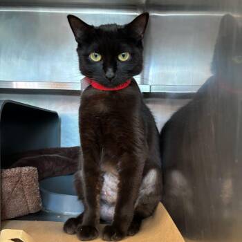 Katniss -  American Shorthair Cat for Adoption in Chicago, Illinois - Katniss | PetCurious