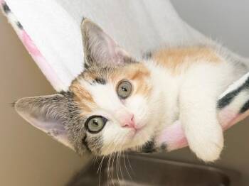 Goldie -  Domestic Short Hair Cat for Adoption in Menomonie, Wisconsin - Goldie | PetCurious