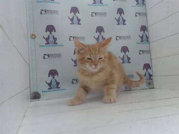 Domestic Short Hair Cats Available for Adoption in Orlando, Florida - JONESY | PetCurious