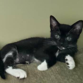 Thora -  Domestic Short Hair Cat for Adoption in Port Charlotte, Florida - Thora | PetCurious