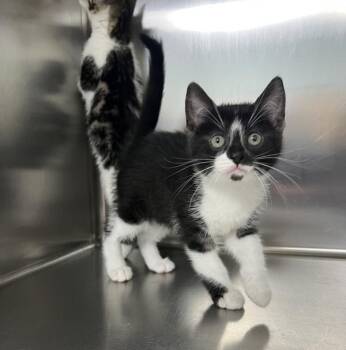 Oreo -  Domestic Short Hair Cat for Adoption in Sioux City, Iowa - Oreo | PetCurious