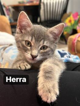 Domestic Short Hair Cats Available for Adoption - Hera  | PetCurious