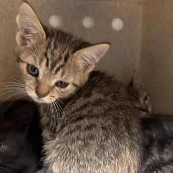 Cudy -  Domestic Short Hair Cat Available for Adoption in Philadelphia, Pennsylvania - Cudy | PetCurious