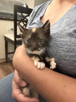 Domestic Short Hair Cats Available for Adoption in Camden, South Carolina - Meowta (Available For Pre-adoption) | PetCurious