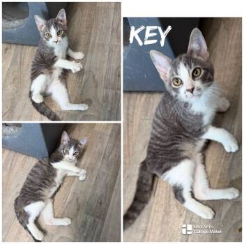 key -  Domestic Short Hair Cat for Adoption in Saint James, Missouri - Key | PetCurious