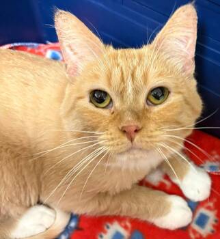 Chubz -  Domestic Medium Hair Cat for Adoption in Dalzell, Illinois - Chubz | PetCurious