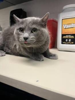Domestic Short Hair Cats Available for Adoption - Chloe | PetCurious