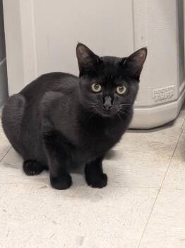 JESSE -  Domestic Short Hair Cat for Adoption in Sandusky, Ohio - JESSE | PetCurious