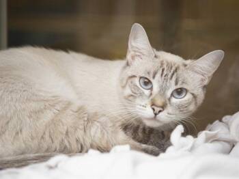 MIFFY -  Domestic Short Hair Cat for Adoption in Phoenix, Arizona - MIFFY | PetCurious