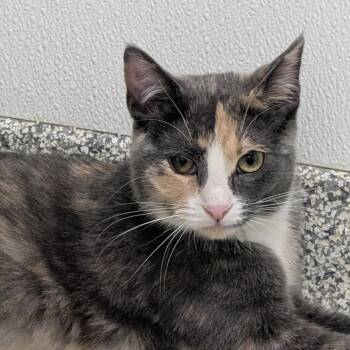 Clover -  Domestic Short Hair Cat for Adoption in Youngstown, Ohio - Clover | PetCurious