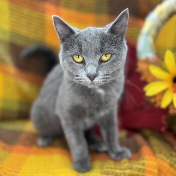 Rescue Chartreux and British Shorthair Cats for Adoption in Mount Vernon, Illinois - Princess Tiana | PetCurious