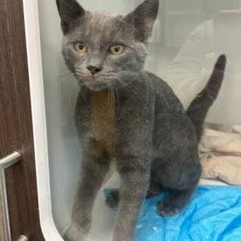 Frisky -  Domestic Short Hair Cat for Adoption in Jeffersonville, Indiana - Frisky | PetCurious
