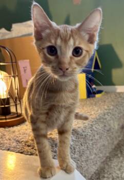 Asiago -  Domestic Short Hair Cat Available for Adoption in Cincinnati, Ohio - Asiago | PetCurious