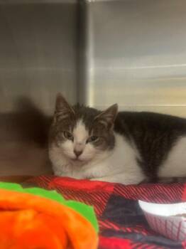 Domestic Short Hair Cats Available for Adoption - Flurry | PetCurious