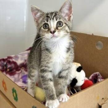 Axolotl -  Domestic Short Hair Cat for Adoption - Axolotl | PetCurious