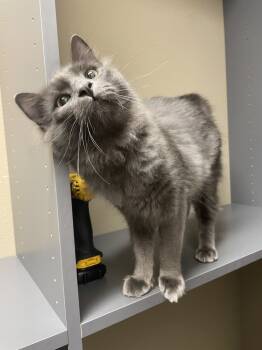 Rescue Domestic Short Hair and Domestic Medium Hair Cats for Adoption in St. Cloud, Florida - Asher | PetCurious