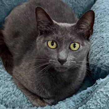 Domestic Short Hair Cats Available for Adoption in Lakeland, Florida - Peggy | PetCurious