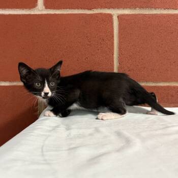 Rescue Domestic Short Hair Cats for Adoption in Cabot, Arkansas - Furr-gie | PetCurious