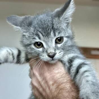 Sage -  Domestic Short Hair Cat for Adoption in Matteson, Illinois - Sage | PetCurious