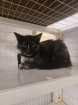 Rescue Domestic Medium Hair Cats for Adoption in Cortland, New York - Tamera | PetCurious