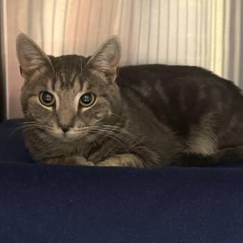 Domestic Short Hair Cats Available for Adoption in Charlottesville, Virginia - Charlie | PetCurious