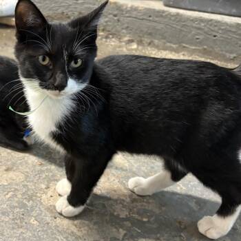 Jacob -  Domestic Short Hair Cat for Adoption in Carmel, Indiana - Jacob | PetCurious