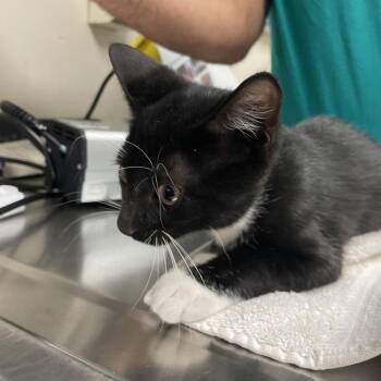 Mtoto -  Domestic Short Hair Cat for Adoption in Lakeland, Florida - Mtoto | PetCurious