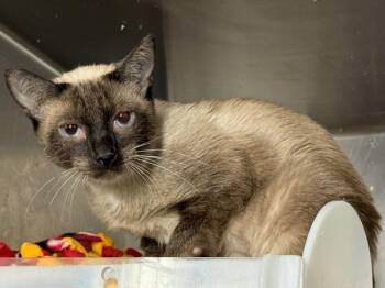 Missy -  Domestic Short Hair Cat for Adoption in New York, New York - Missy | PetCurious