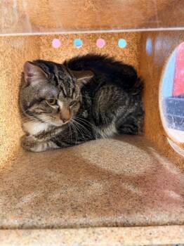 Domestic Short Hair Cats Available for Adoption - A794330 | PetCurious
