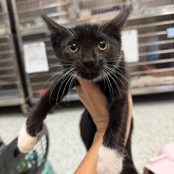 0993-C26 -  Domestic Short Hair Cat for Adoption in Port Charlotte, Florida - 0993-C26 | PetCurious
