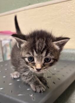 Rescue Domestic Short Hair Cats for Adoption in Ellijay, Georgia - Emmett | PetCurious
