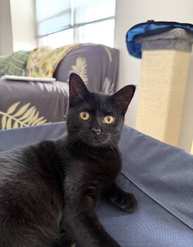 Rescue Domestic Short Hair Cats for Adoption in Walled Lake, Michigan - Atreyu | PetCurious