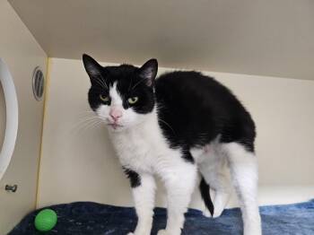 Rescue Domestic Short Hair Cats for Adoption in Dunkirk, New York - Tootsie | PetCurious