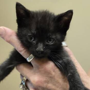 Jenny -  Domestic Short Hair Cat for Adoption in Wickenburg, Arizona - Jenny | PetCurious