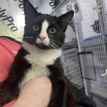 Rescue Domestic Long Hair Cats for Adoption in Columbiana, Alabama - Val | PetCurious