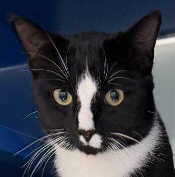 Rescue Domestic Short Hair Cats for Adoption in Sault Ste. Marie, Michigan - Mischief | PetCurious